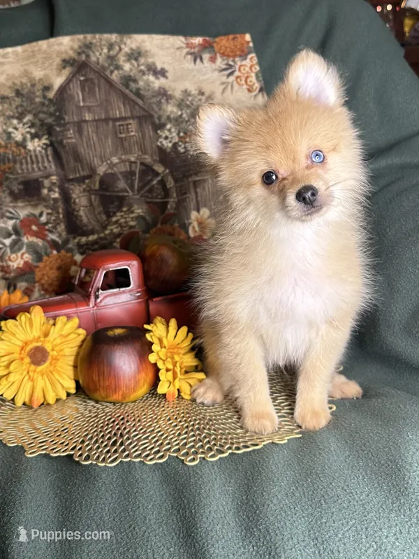 Poptart – Pomeranian puppy for sale in Godwin, NC