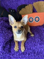 Cici , a female Pomchi for sale in Godwin, NC – 3 of 5
