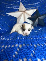 Cosmo , a male Pomchi for sale in Godwin, NC – 6 of 6