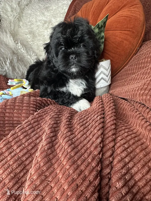 Mickey  – Peekapoo puppy for sale in Godwin, NC