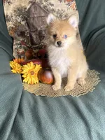 Poptart, a male Pomeranian for sale in Godwin, NC – 6 of 6