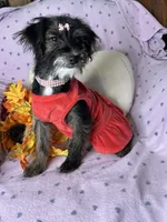 Peppy, a female Yorkipoo for sale in Godwin, NC – 3 of 7
