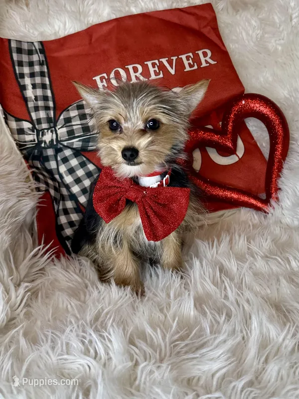 Sammy – Chihuahua, Yorkshire Terrier puppy for sale in Godwin, NC