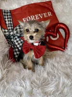 Sammy, a male Chihuahua and Yorkshire Terrier for sale in Godwin, NC – Photo 1 of 5