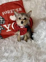 Sammy, a male Chihuahua and Yorkshire Terrier for sale in Godwin, NC – Photo 2 of 5