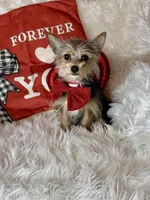 Sammy, a male Chihuahua and Yorkshire Terrier for sale in Godwin, NC – Photo 3 of 5