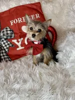 Sammy, a male Chihuahua and Yorkshire Terrier for sale in Godwin, NC – Photo 5 of 5