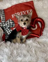 Sammy, a male Chihuahua and Yorkshire Terrier for sale in Godwin, NC – Photo 4 of 5