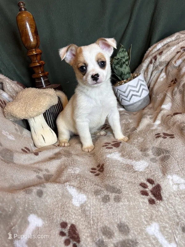 Cosmo  – Pomchi puppy for sale in Godwin, NC