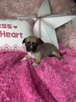 Cinnamon , a female Pomchi for sale in Godwin, NC – 2 of 3