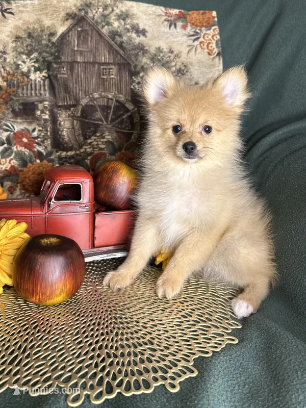 Prancer  – Pomeranian puppy for sale in Godwin, NC