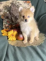 Poptart, a male Pomeranian for sale in Godwin, NC – 5 of 6