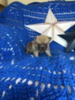 Cheshire , a male Pomchi for sale in Godwin, NC – 4 of 4
