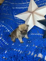 Cheshire , a male Pomchi for sale in Godwin, NC – 3 of 4