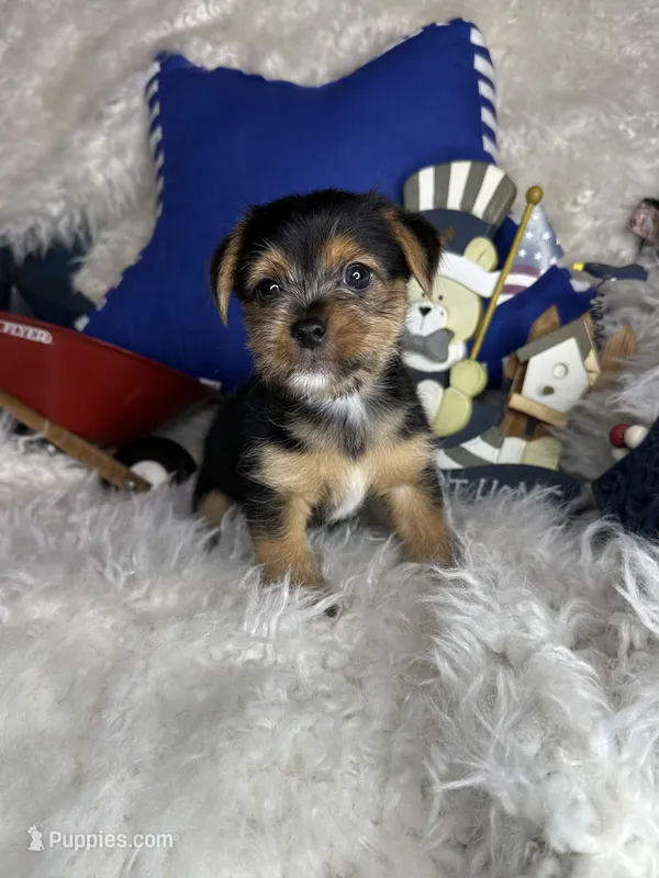 Shiloh, a male Chorkie for sale in Godwin, NC – 1 of 6