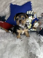 Shiloh, a male Chorkie for sale in Godwin, NC – 1 of 6
