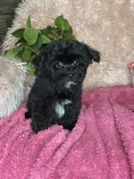Brittany , a female Yorkipoo for sale in Godwin, NC – 4 of 6