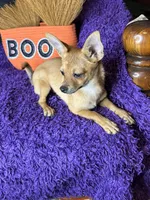 Cici , a female Pomchi for sale in Godwin, NC – 5 of 5