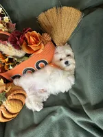 Honeybun, a male Maltese for sale in Godwin, NC – 6 of 8