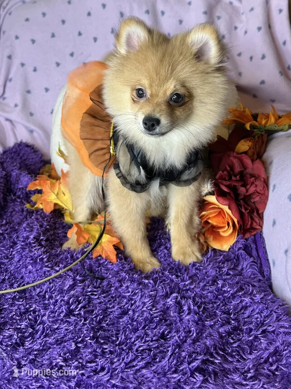 Peppy  – Pomeranian puppy for sale in Godwin, NC