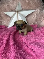 Celeste, a female Pomchi for sale in Godwin, NC – 3 of 3