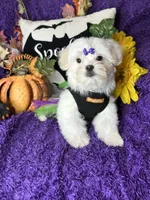 Harmony, a female Maltese for sale in Godwin, NC – 2 of 7