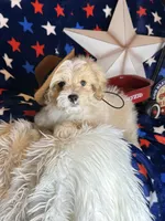 Winston, a male Pekingese and Poodle - Toy  for sale in Godwin, NC – 4 of 4