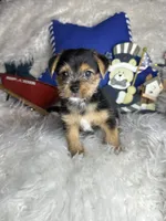Shiloh, a male Chorkie for sale in Godwin, NC – 4 of 6