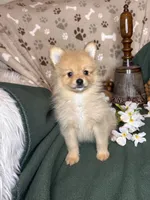 Prancer , a male Pomeranian for sale in Godwin, NC – 3 of 4