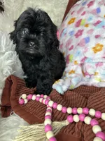 Minnie, a female Peekapoo for sale in Godwin, NC – 3 of 7