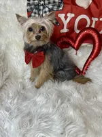 Snoopy, a male Chihuahua and Yorkshire Terrier for sale in Godwin, NC – Photo 2 of 4