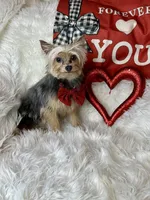 Snoopy, a male Chihuahua and Yorkshire Terrier for sale in Godwin, NC – Photo 3 of 4