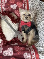 Snoopy, a male Chihuahua and Yorkshire Terrier for sale in Godwin, NC – Photo 1 of 4