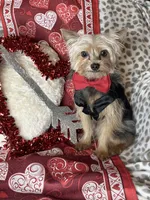 Snoopy, a male Chihuahua and Yorkshire Terrier for sale in Godwin, NC – Photo 4 of 4