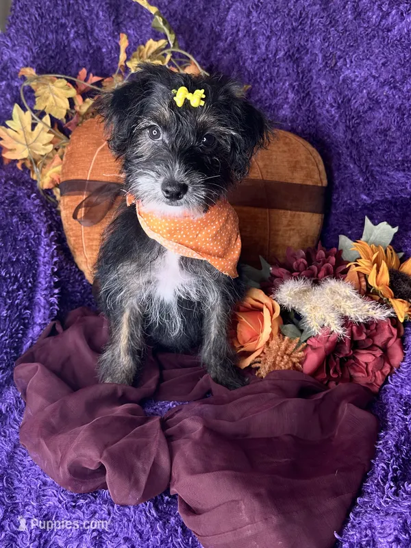 Peppy – Yorkipoo puppy for sale in Godwin, NC