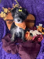 Peppy, a female Yorkipoo for sale in Godwin, NC – 1 of 8
