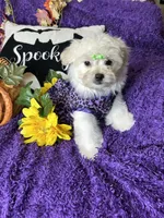 Holly, a female Maltese for sale in Godwin, NC – 2 of 5
