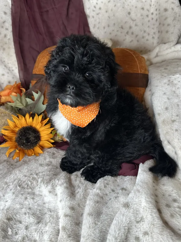 Mickey  – Peekapoo puppy for sale in Godwin, NC