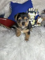 Shiloh, a male Chorkie for sale in Godwin, NC – 2 of 6