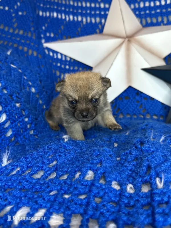 Cheshire  – Pomchi puppy for sale in Godwin, NC