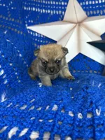 Cheshire , a male Pomchi for sale in Godwin, NC – 1 of 4