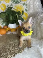 Celeste , a female Pomchi for sale in Godwin, NC – 7 of 7