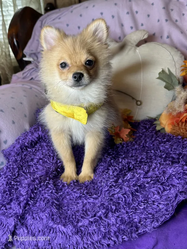 Penny – Pomeranian puppy for sale in Godwin, NC