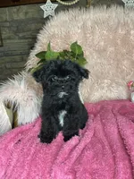 Brittany , a female Yorkipoo for sale in Godwin, NC – 5 of 6
