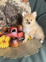 Prancer, a male Pomeranian for sale in Godwin, NC – 3 of 4