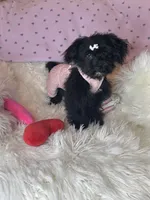 Brittany , a female Yorkipoo for sale in Godwin, NC – 2 of 6