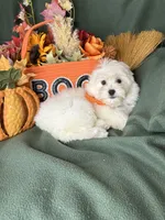 Honeybun, a male Maltese for sale in Godwin, NC – 7 of 8