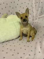 Cici , a female Pomchi for sale in Godwin, NC – 6 of 6
