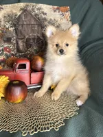 Prancer , a male Pomeranian for sale in Godwin, NC – 3 of 4