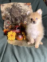 Poptart, a male Pomeranian for sale in Godwin, NC – 3 of 6
